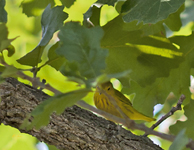 Yellow Warbler